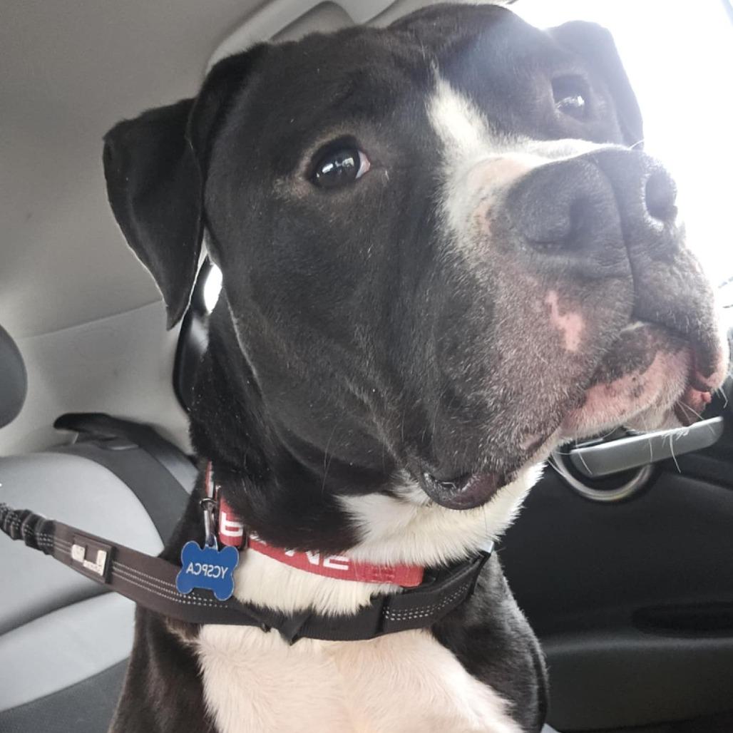 Enlarge Chaplin, a Adoptable Pit Bull Terrier in York, PA image 6/6