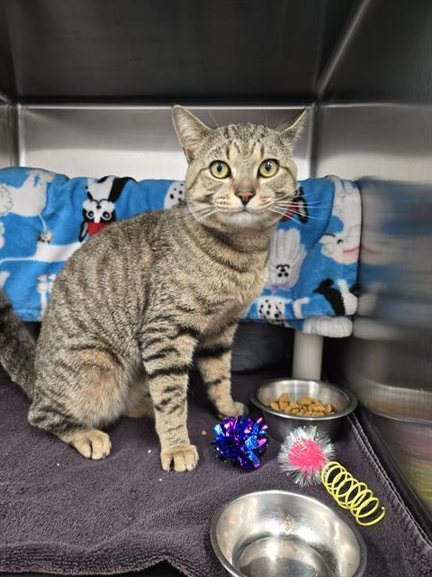 MOPPET, Adoptable, Young Male Domestic Short Hair.