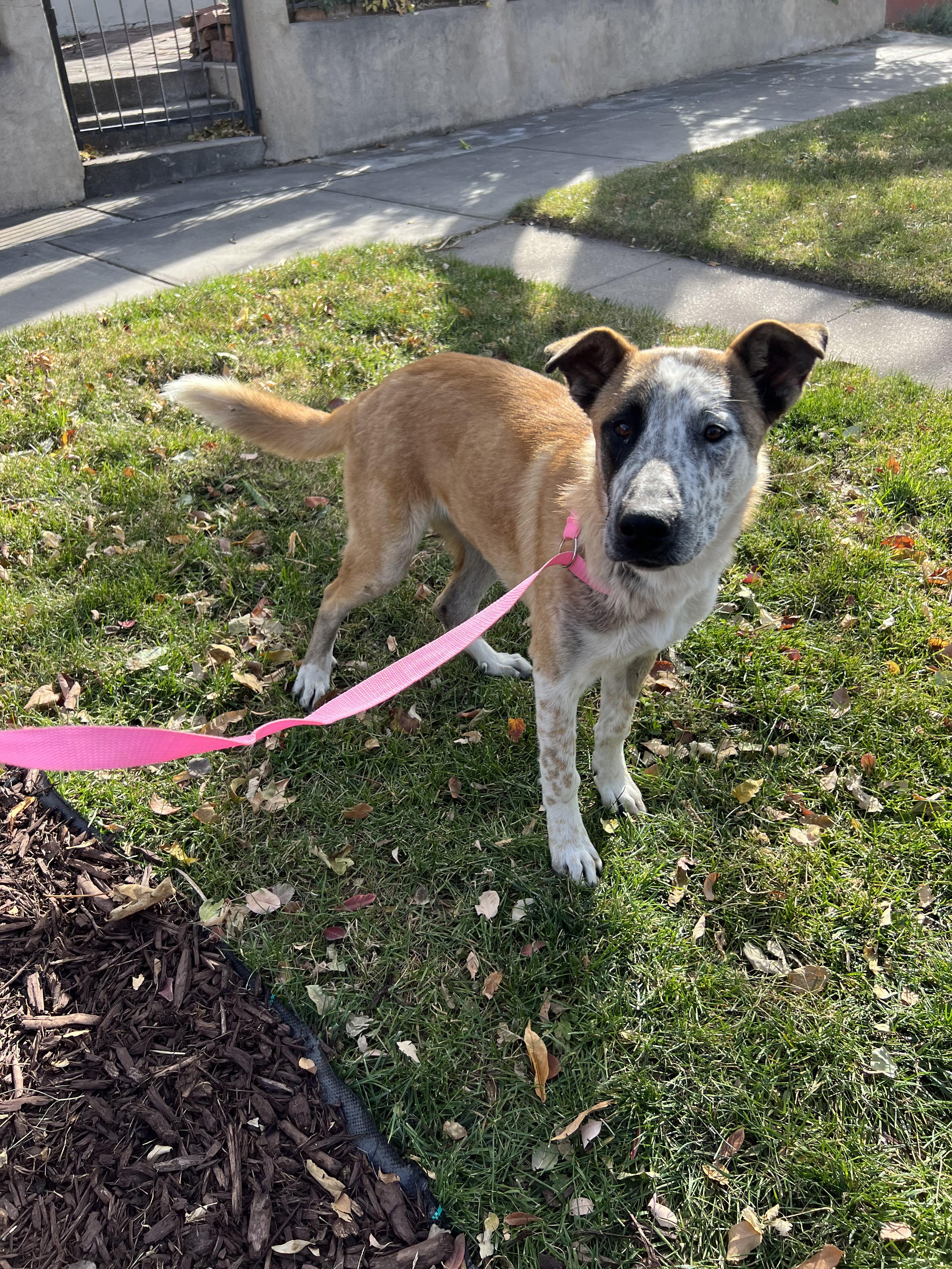 Enlarge Pluto, an adoptable mixed breed in Fort Collins, CO image 2/6