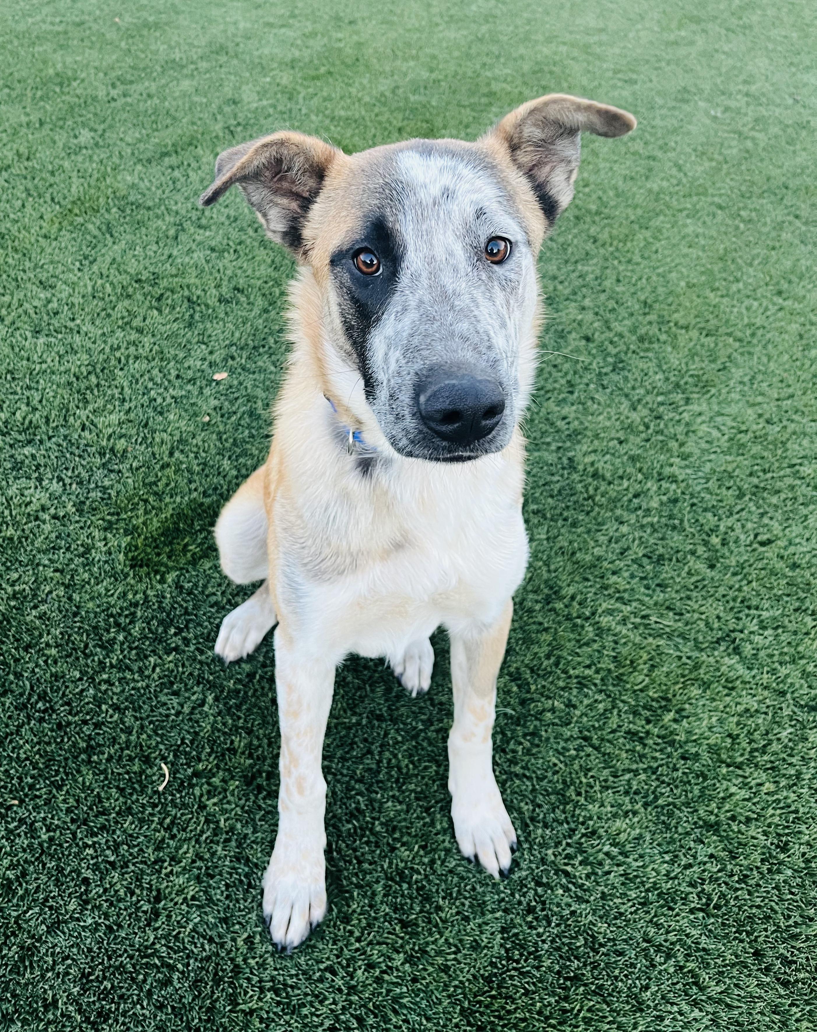 Pluto, adoptable, Young Male Australian Cattle Dog / Blue Heeler & German Shepherd Dog.