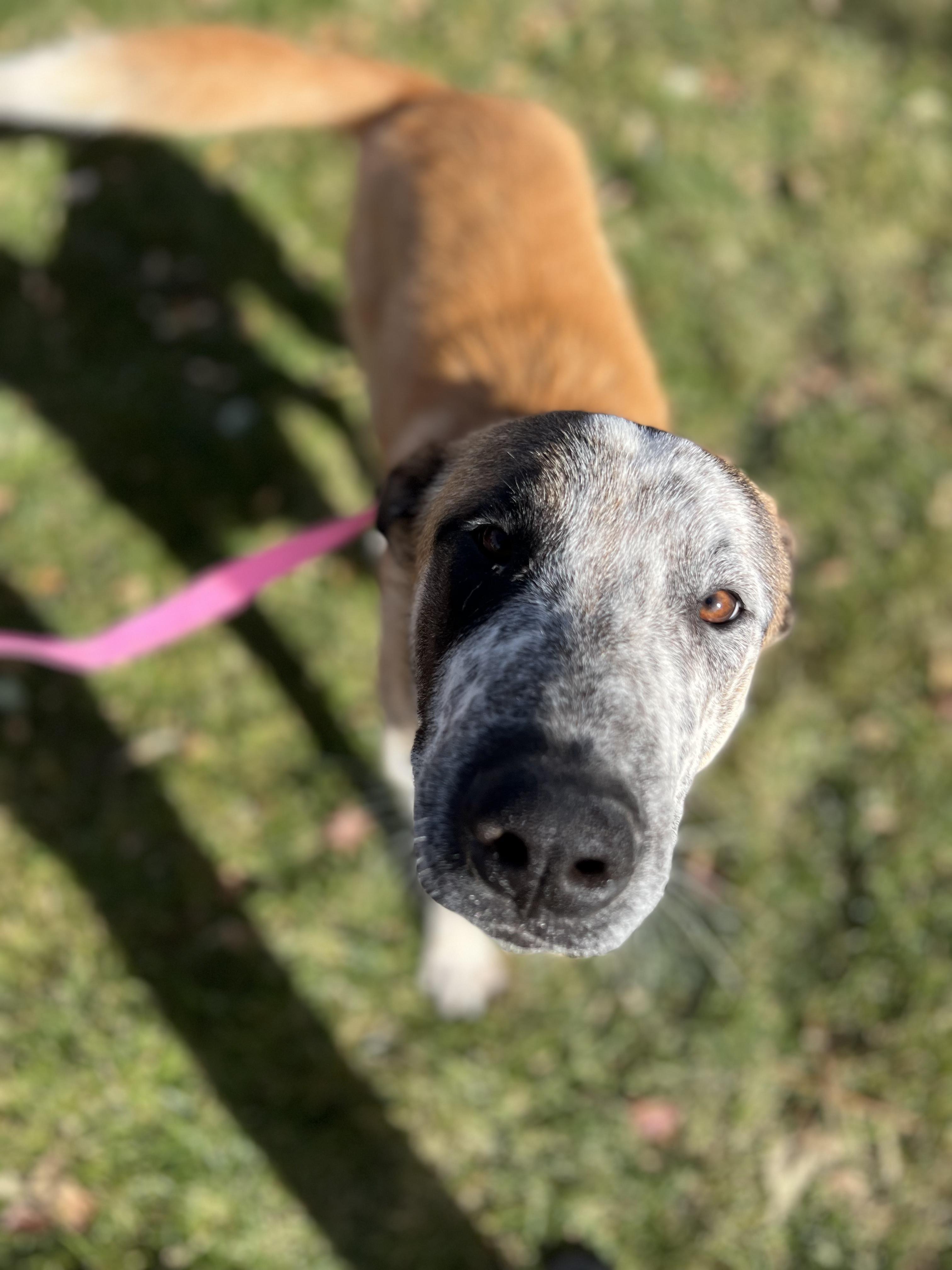 Enlarge Pluto, an adoptable mixed breed in Fort Collins, CO image 4/6