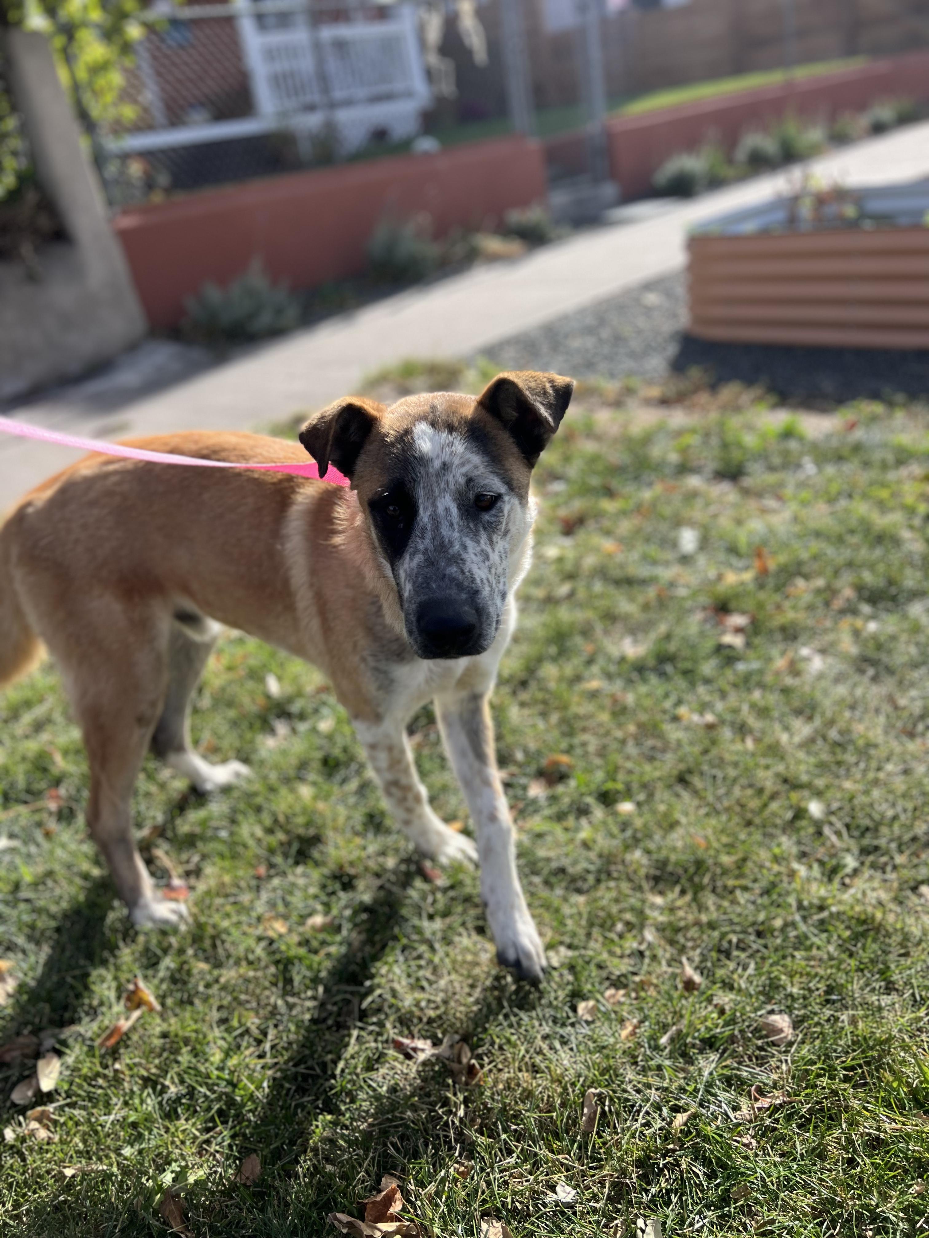 Enlarge Pluto, an adoptable mixed breed in Fort Collins, CO image 5/6
