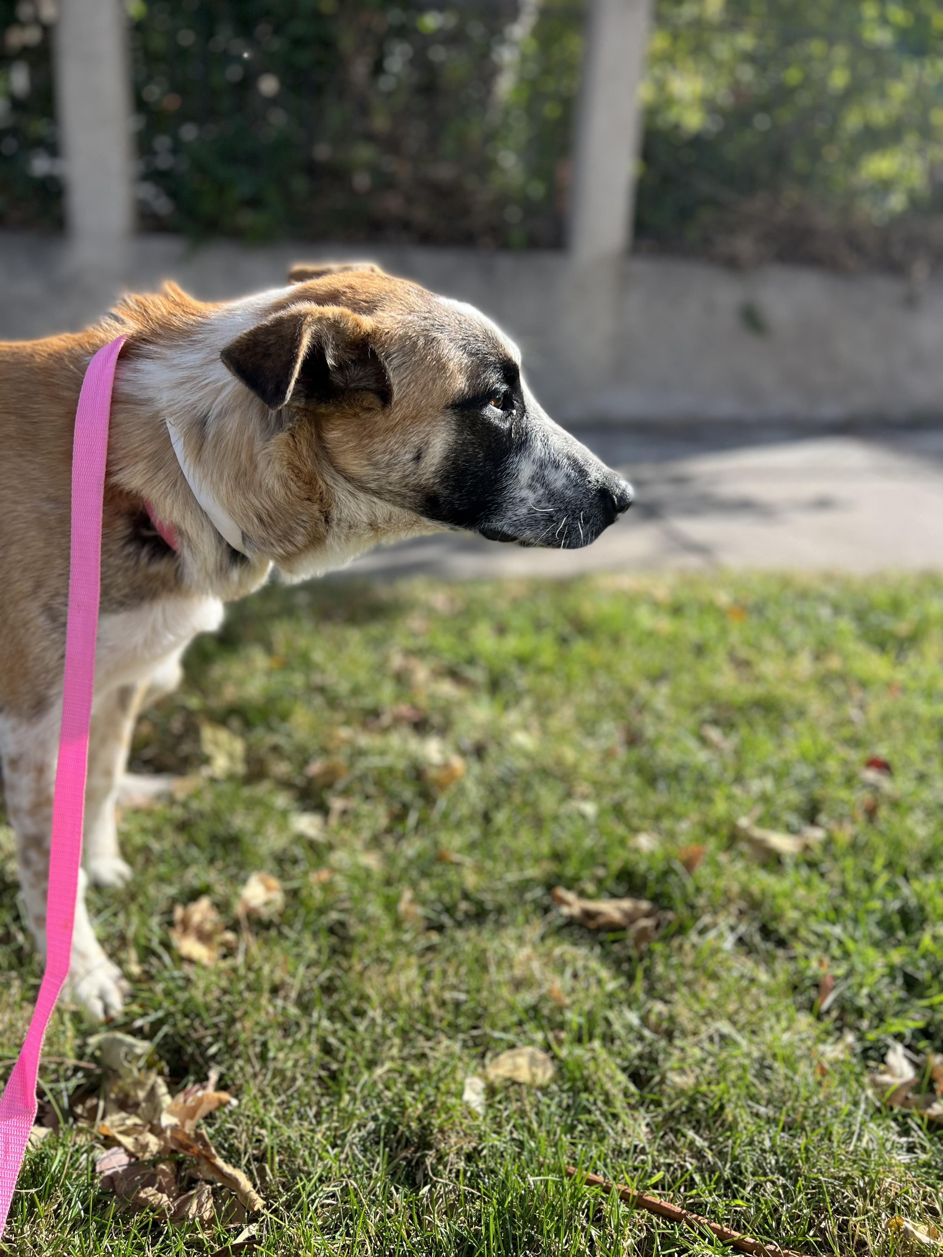 Enlarge Pluto, an adoptable mixed breed in Fort Collins, CO image 6/6