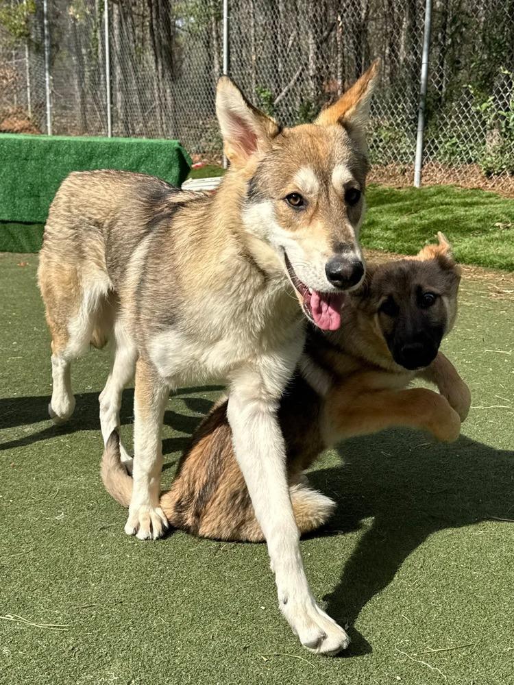Coyote, Adopted, Adult Female Husky.