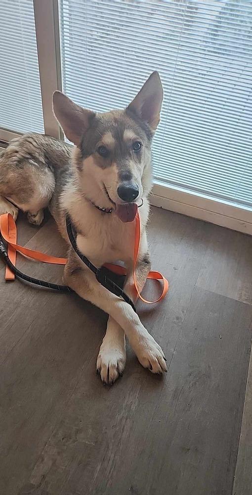 Coyote, Adoptable, Adult Female Husky.