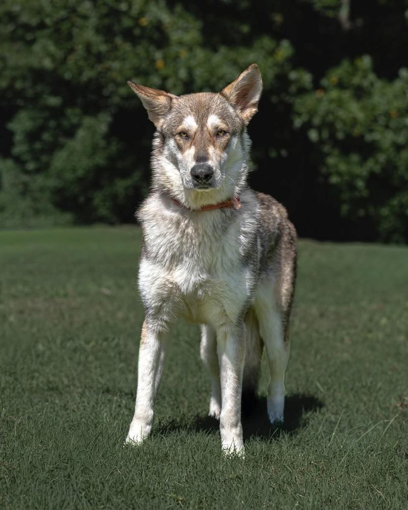 Enlarge Coyote, a Adopted Husky in Statesville, NC image 2/3