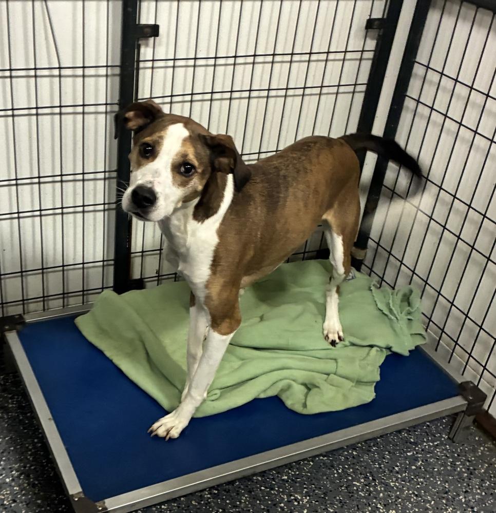 Abby, Adoptable, Young Female Terrier.