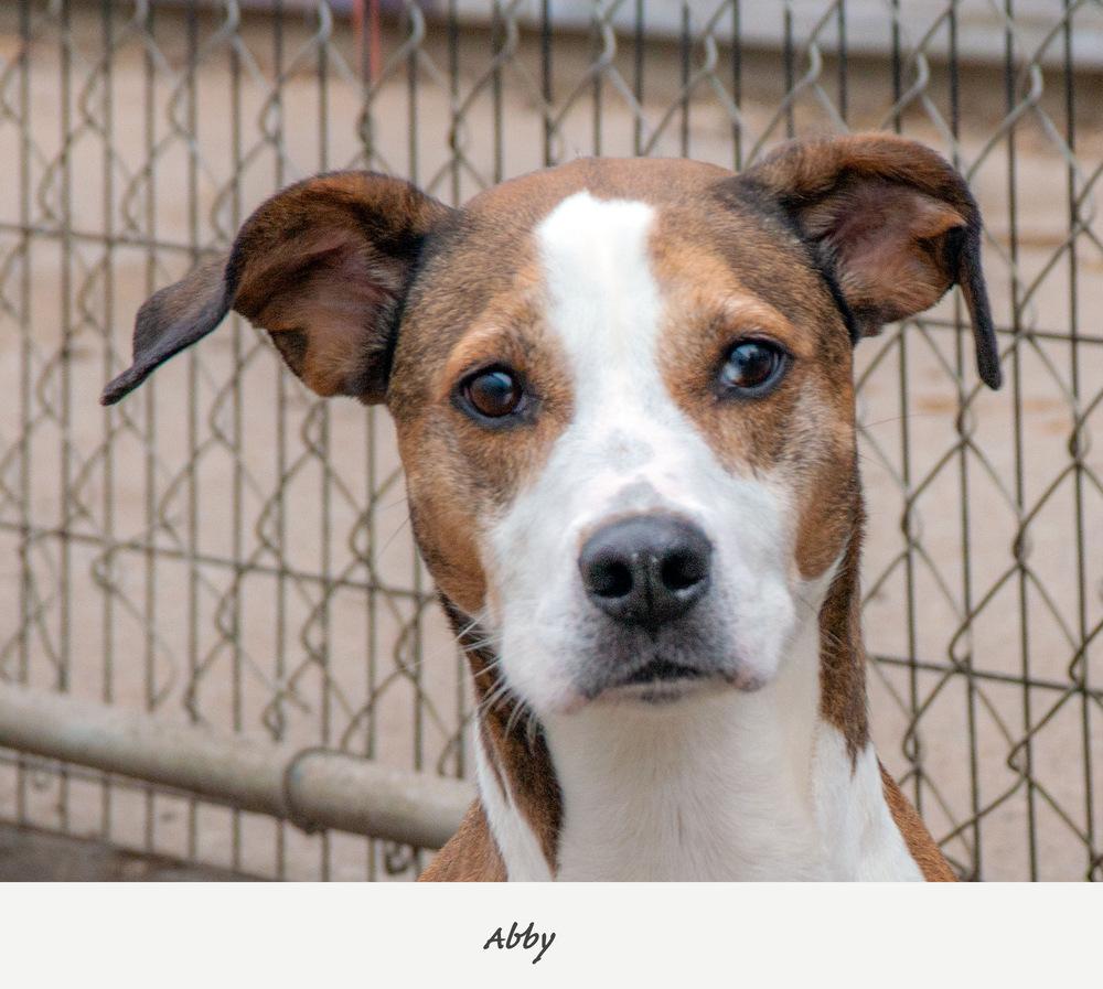 Enlarge Abby, a Adoptable mixed breed in Fremont, NE image 2/6