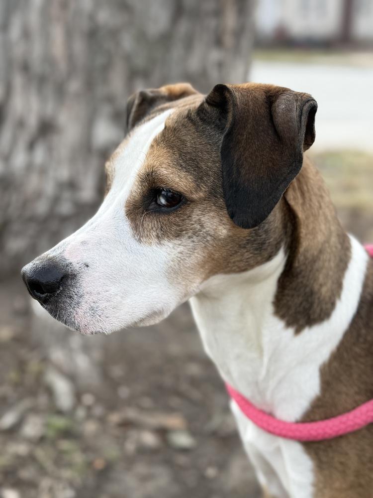 Enlarge Abby, a Adoptable mixed breed in Fremont, NE image 3/6
