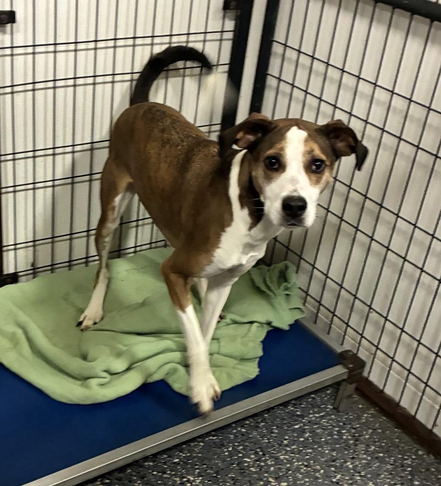 Enlarge Abby, a Adoptable mixed breed in Fremont, NE image 4/6