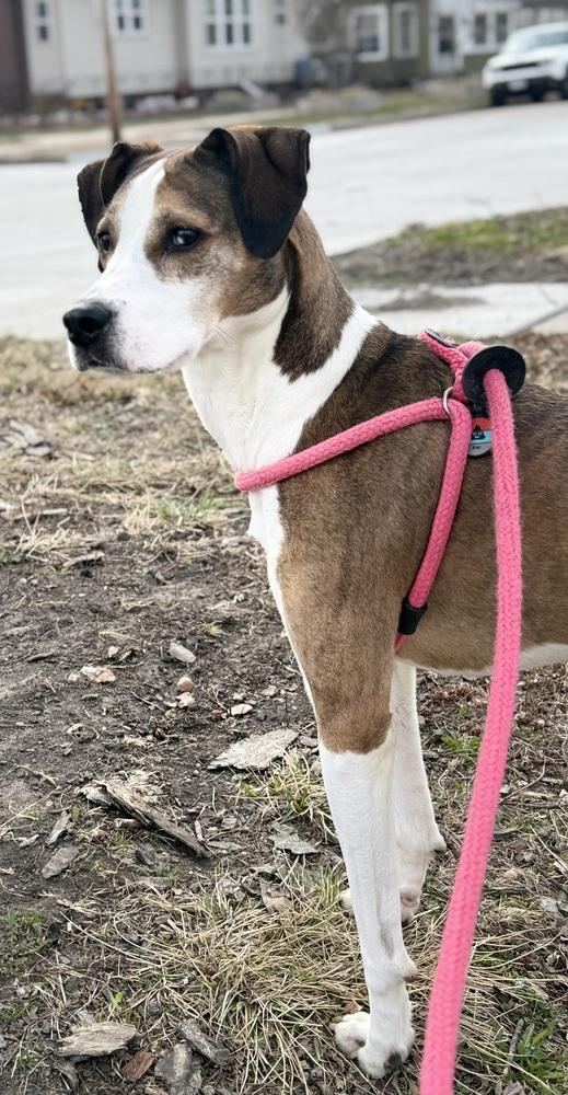 Enlarge Abby, a Adoptable mixed breed in Fremont, NE image 5/6