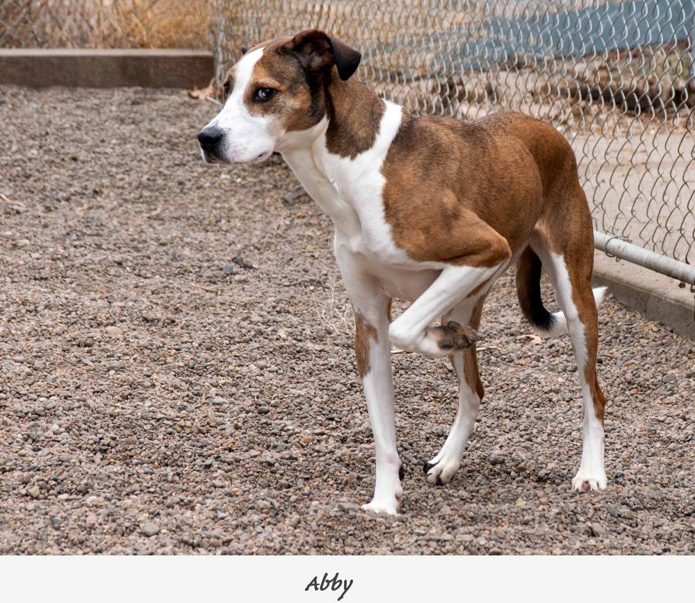 Enlarge Abby, a Adoptable mixed breed in Fremont, NE image 6/6