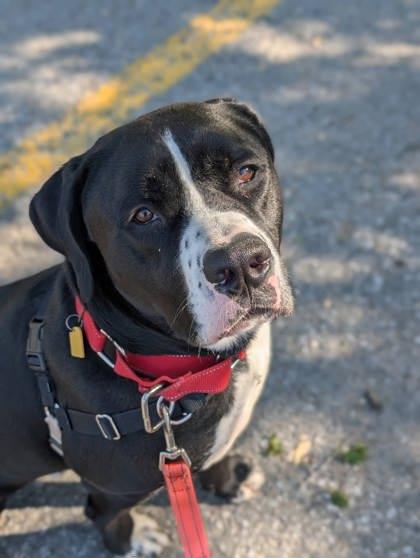 Picasso, Adoptable, Young Male Mixed Breed & Mixed Breed.