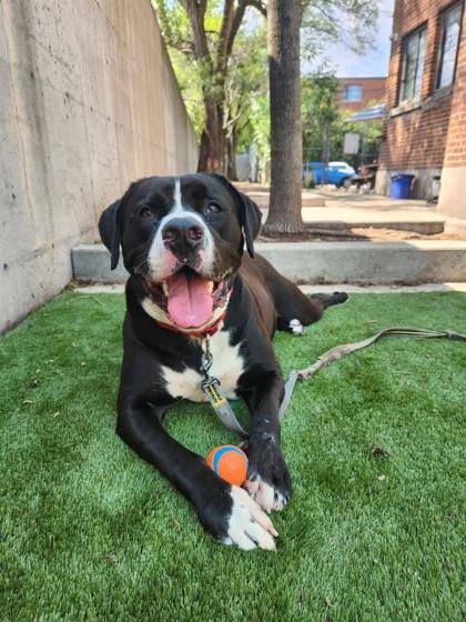 Enlarge Picasso, a Adoptable mixed breed in Montreal, QC image 2/3