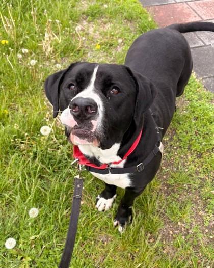 Enlarge Picasso, a Adoptable mixed breed in Montreal, QC image 3/3