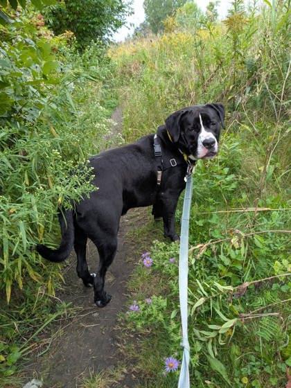 Enlarge Picasso, a Adoptable mixed breed in Montreal, QC image 3/3