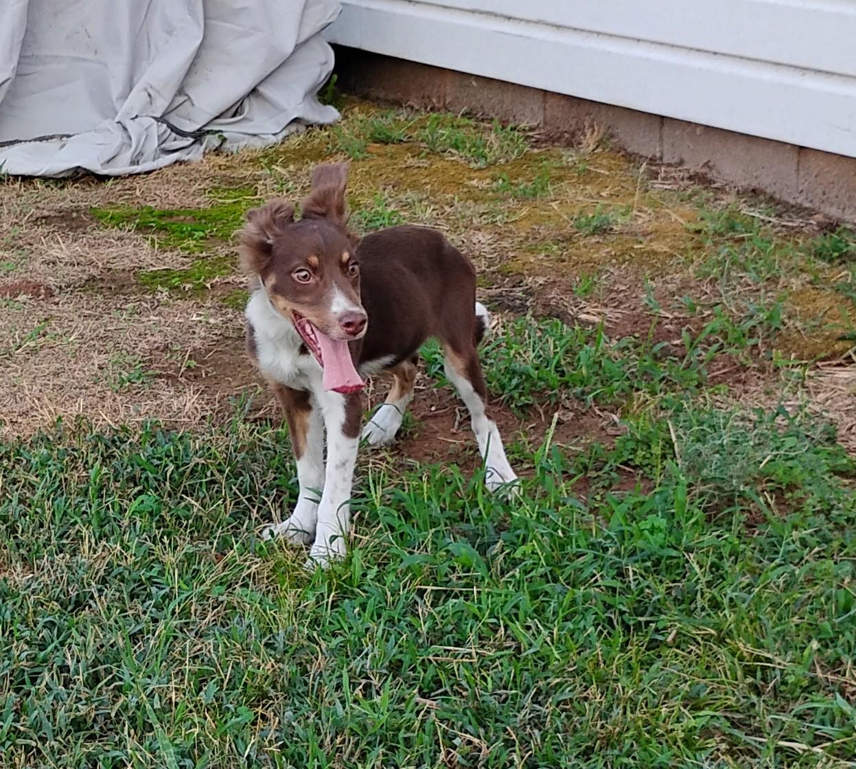 Enlarge Rowdy, a Adoptable Australian Shepherd in Sulphur, OK image 2/4