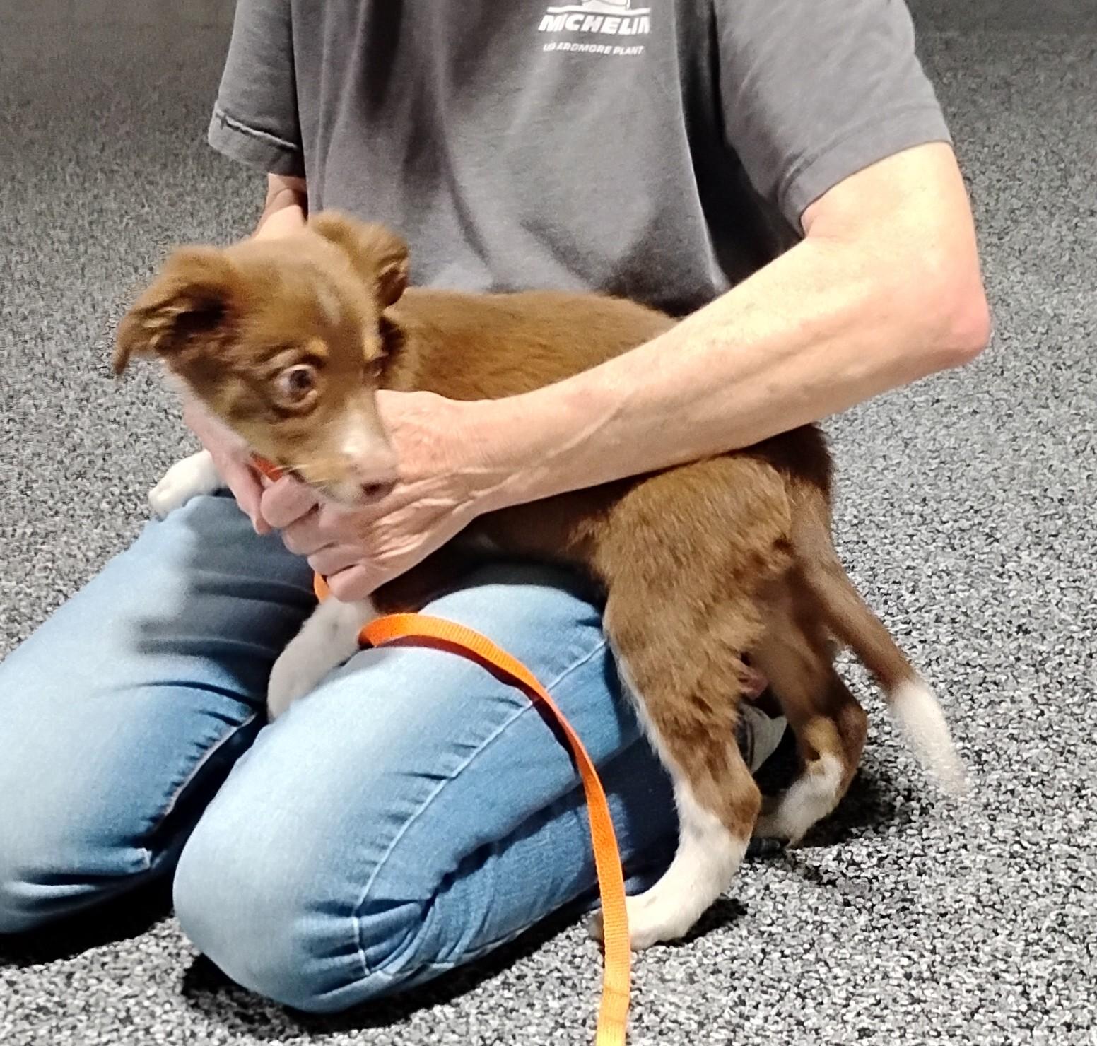 Rowdy, a ADOPTABLE Australian Shepherd in Sulphur, OK image 2/5