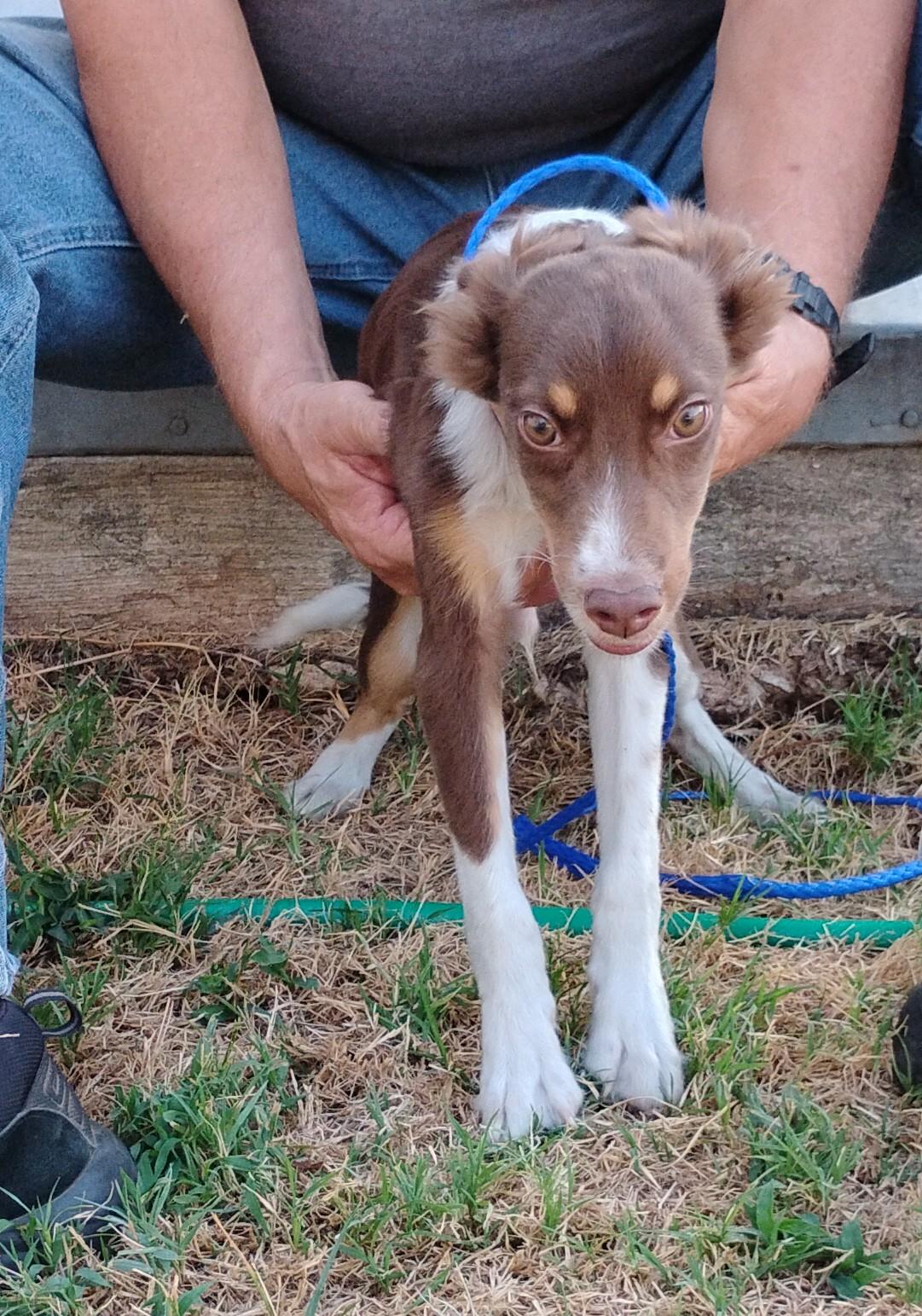 Enlarge Rowdy, a Adoptable Australian Shepherd in Sulphur, OK image 3/4