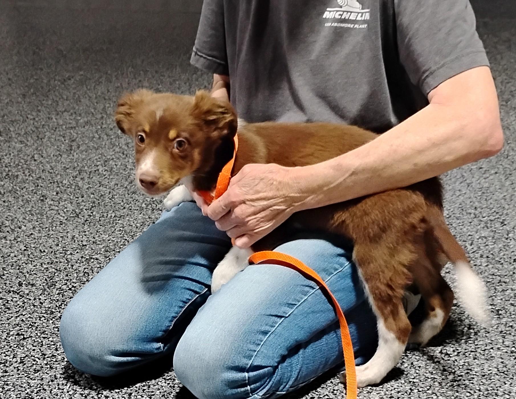 Rowdy, a ADOPTABLE Australian Shepherd in Sulphur, OK image 3/5