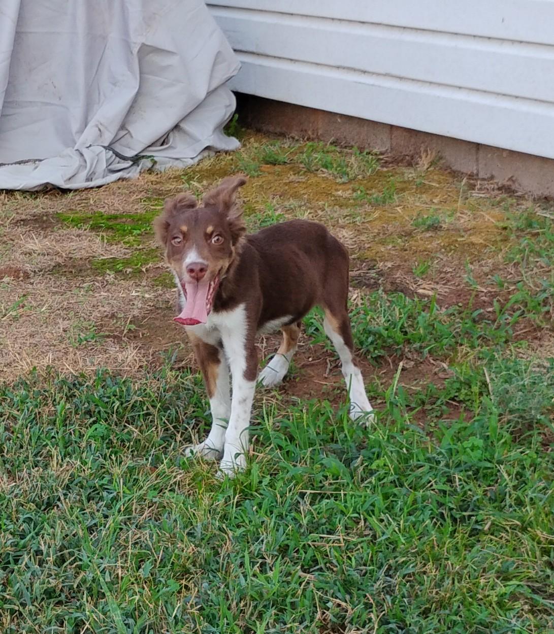 Enlarge Rowdy, a Adoptable Australian Shepherd in Sulphur, OK image 1/4