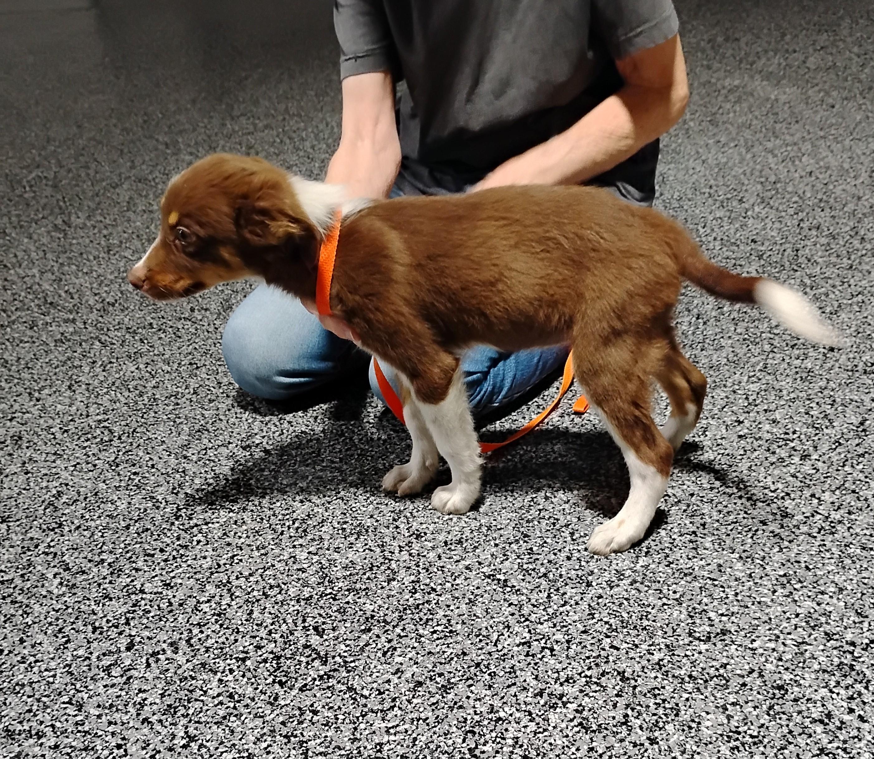 Rowdy, a ADOPTABLE Australian Shepherd in Sulphur, OK image 4/5