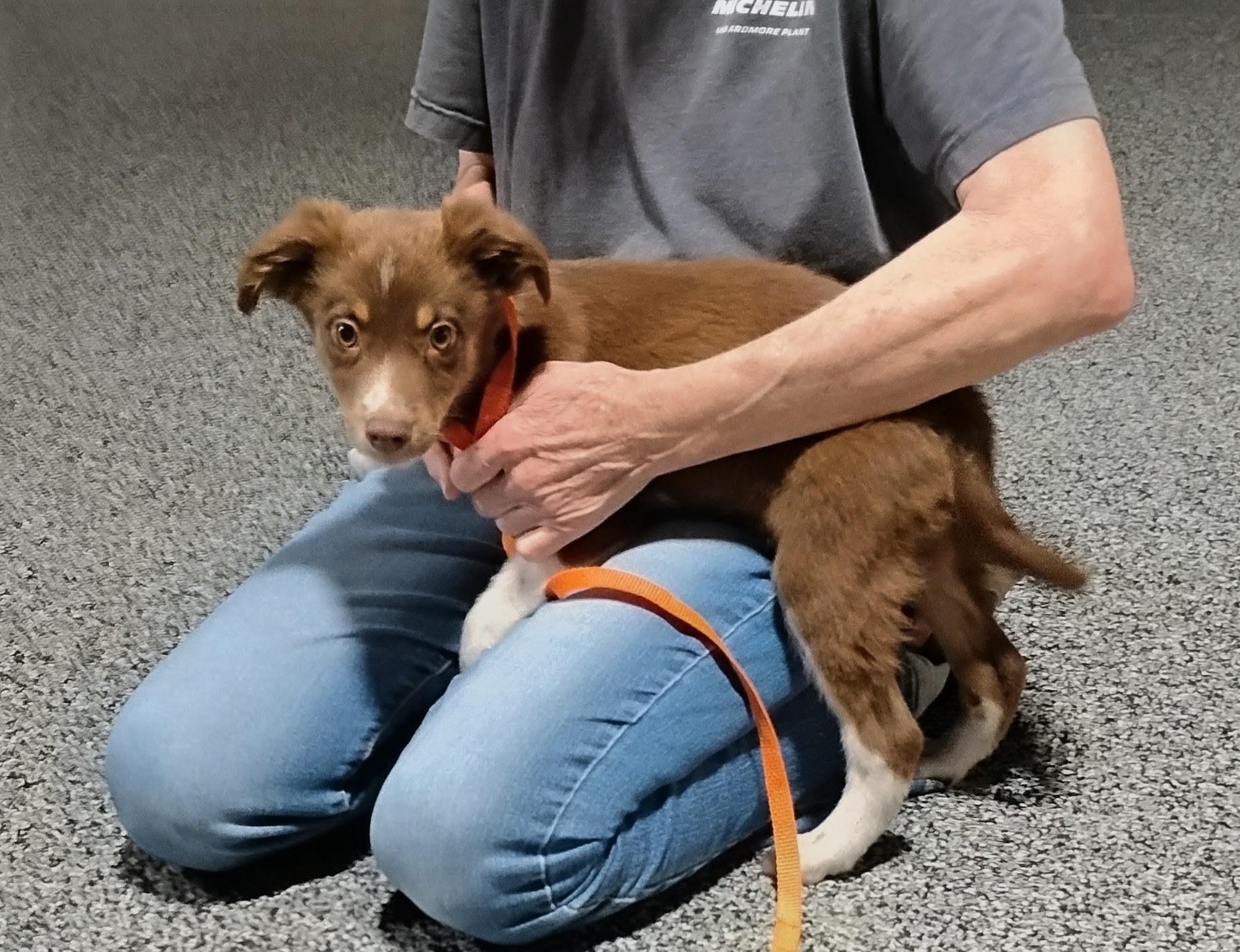 Rowdy, ADOPTABLE, Puppy Male Australian Shepherd.