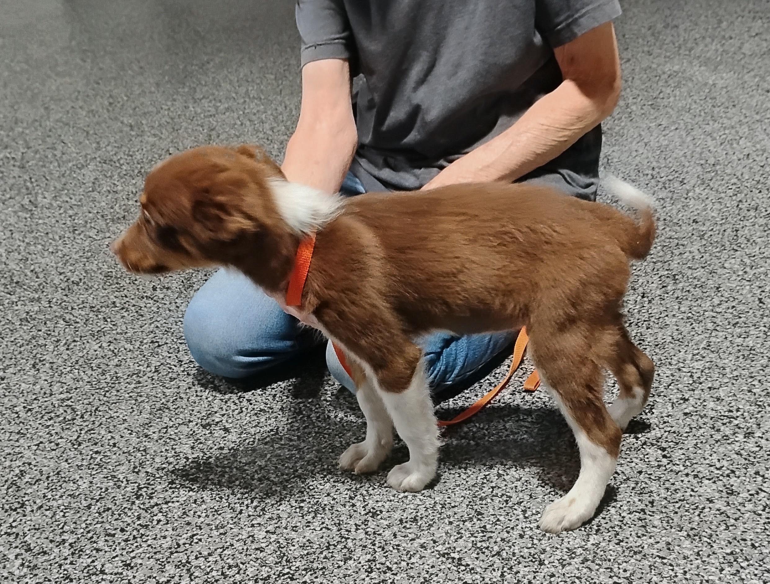 Rowdy, a ADOPTABLE Australian Shepherd in Sulphur, OK image 5/5