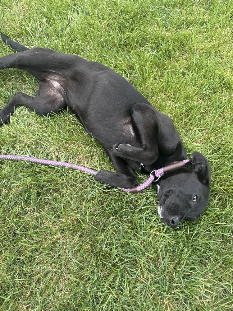 Marna, Adoptable, Puppy Female Labrador Retriever.