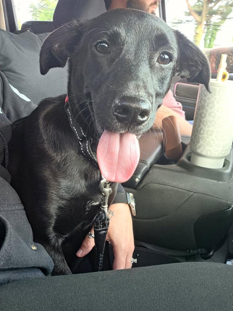 Marna, a Adoptable mixed breed in Willingboro, NJ image 4/6