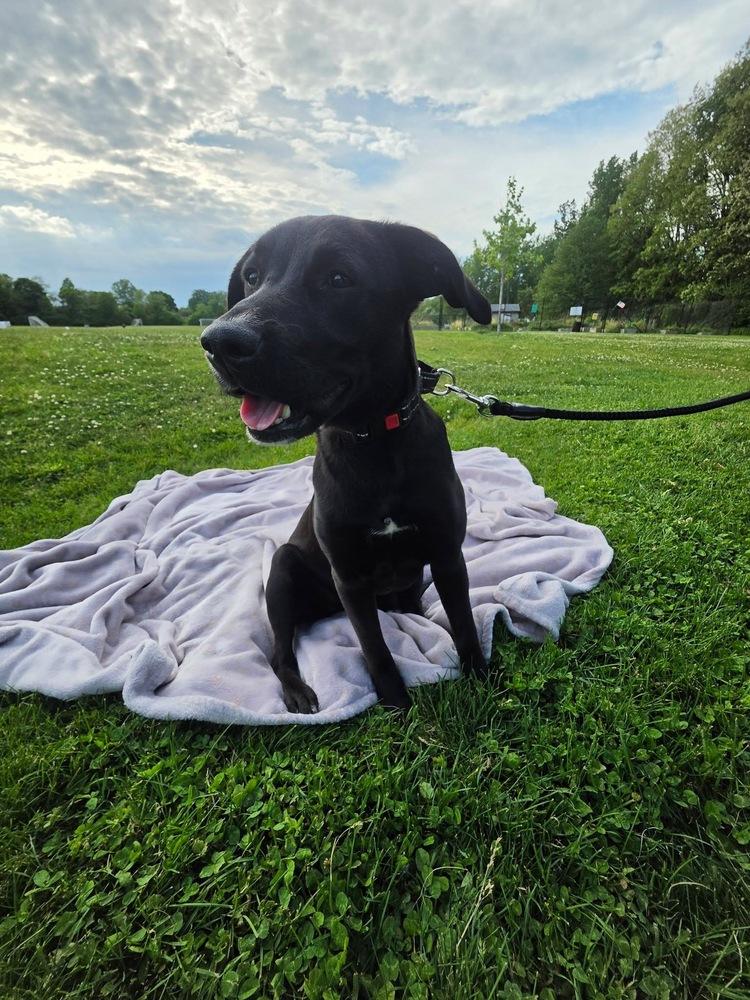 Marna, a Adoptable mixed breed in Willingboro, NJ image 5/6