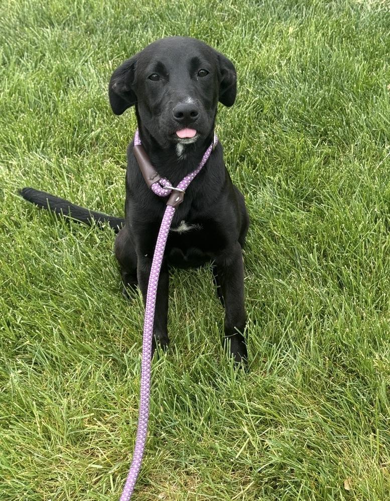 Marna, a Adoptable mixed breed in Willingboro, NJ image 6/6