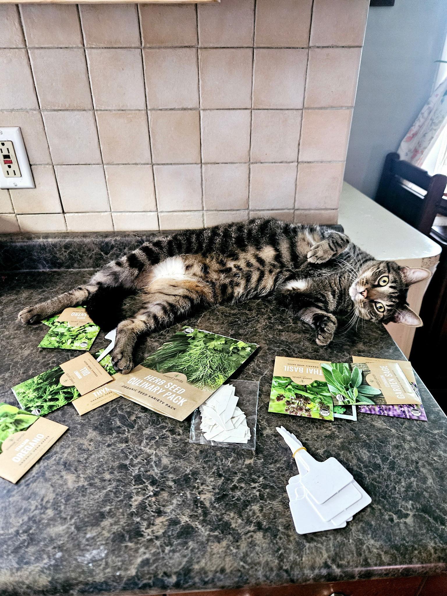 Sir Charles, Adoptable, Adult Male Domestic Short Hair.