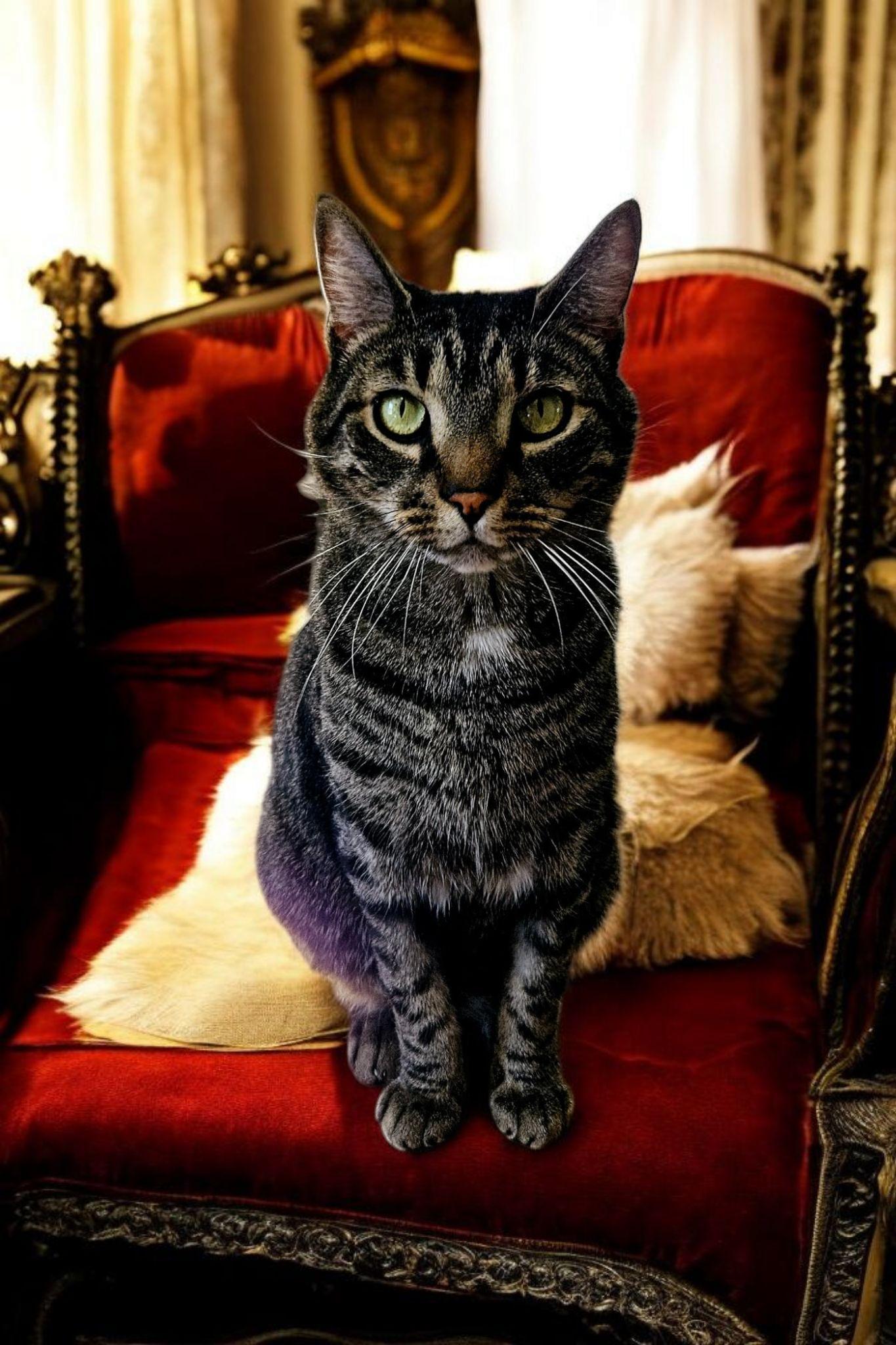 Sir Charles, a Adoptable Domestic Short Hair in Broomall, PA image 2/3