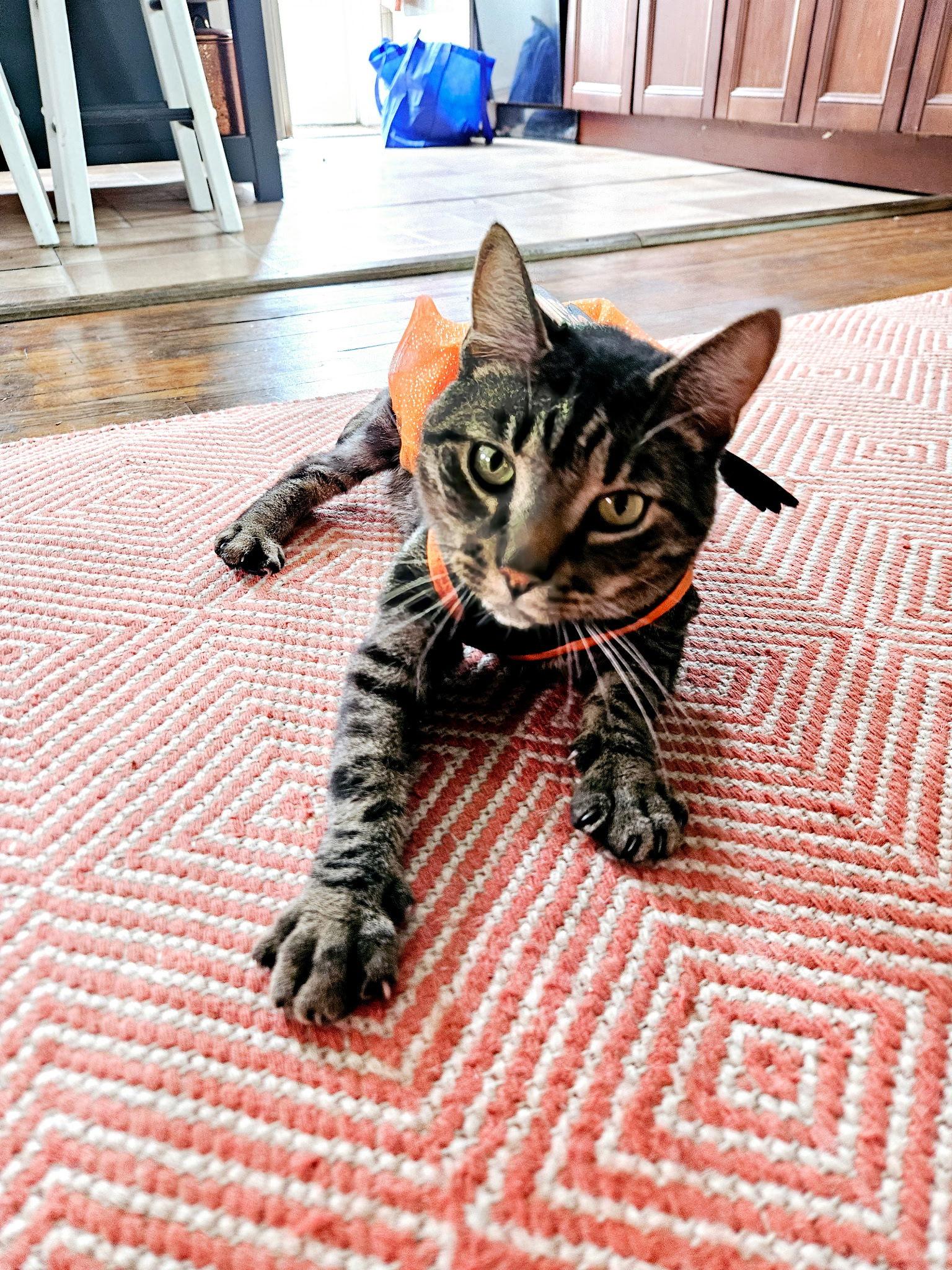 Sir Charles, Adoptable, Adult Male Domestic Short Hair.