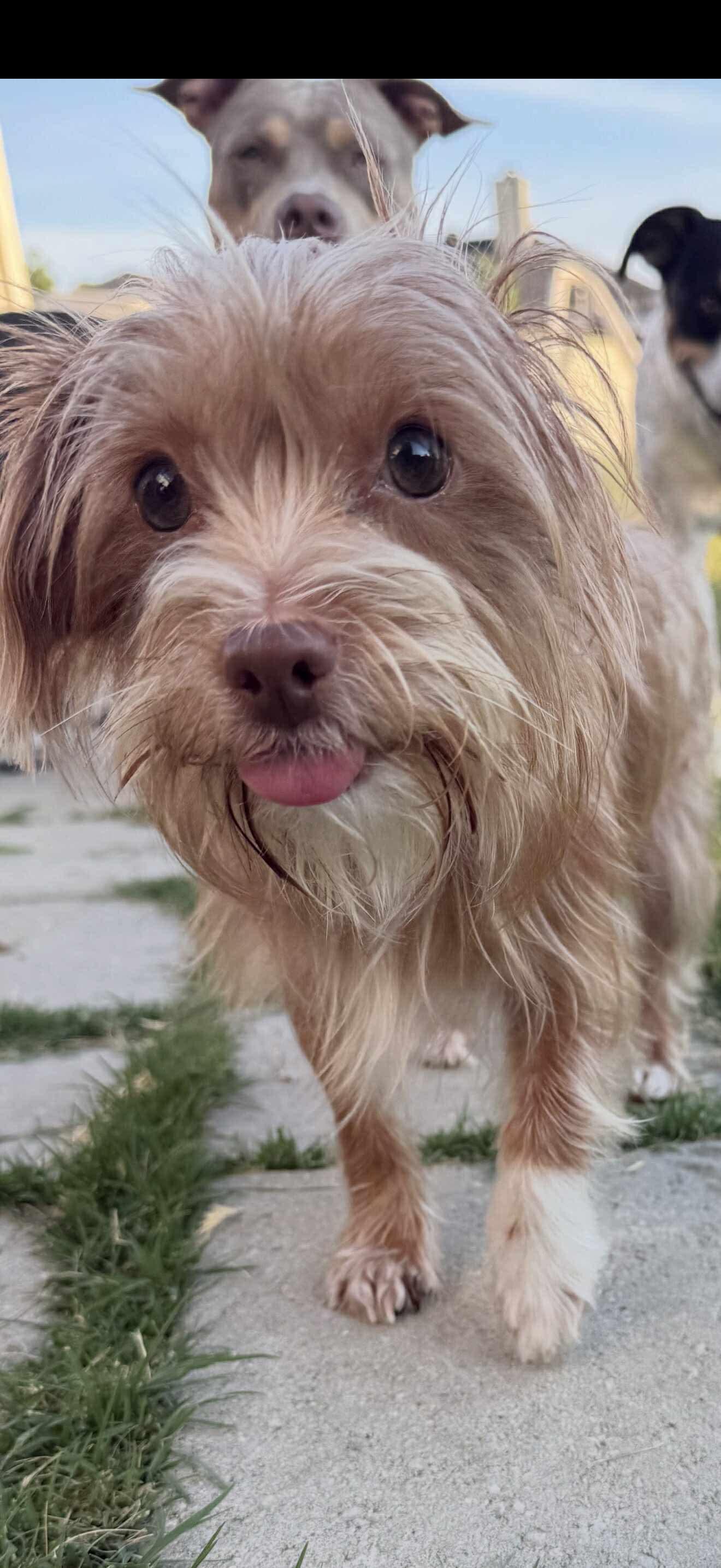 Lucky, Adopted, Adult Female Yorkshire Terrier & Chihuahua.