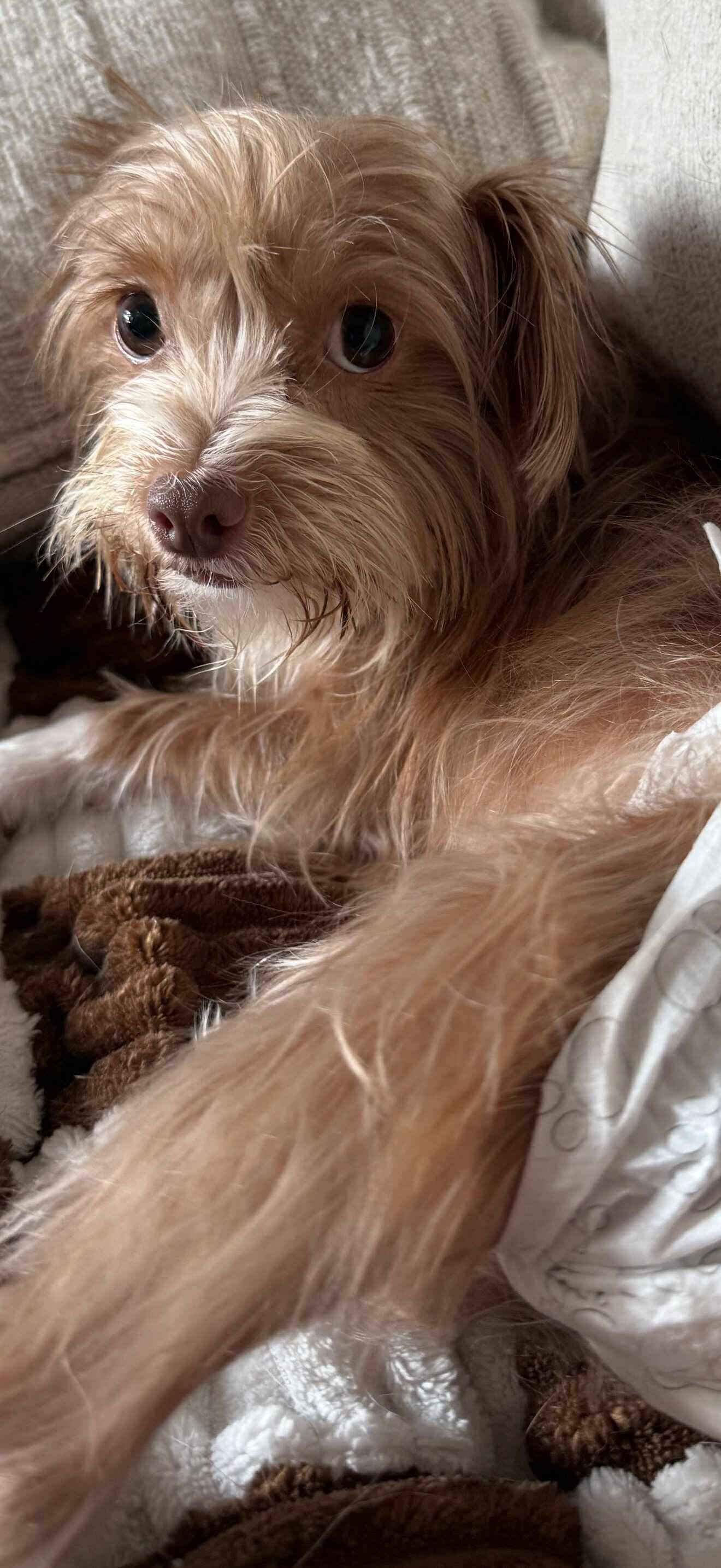 Enlarge Lucky, a Adopted mixed breed in Dallas, TX image 2/3