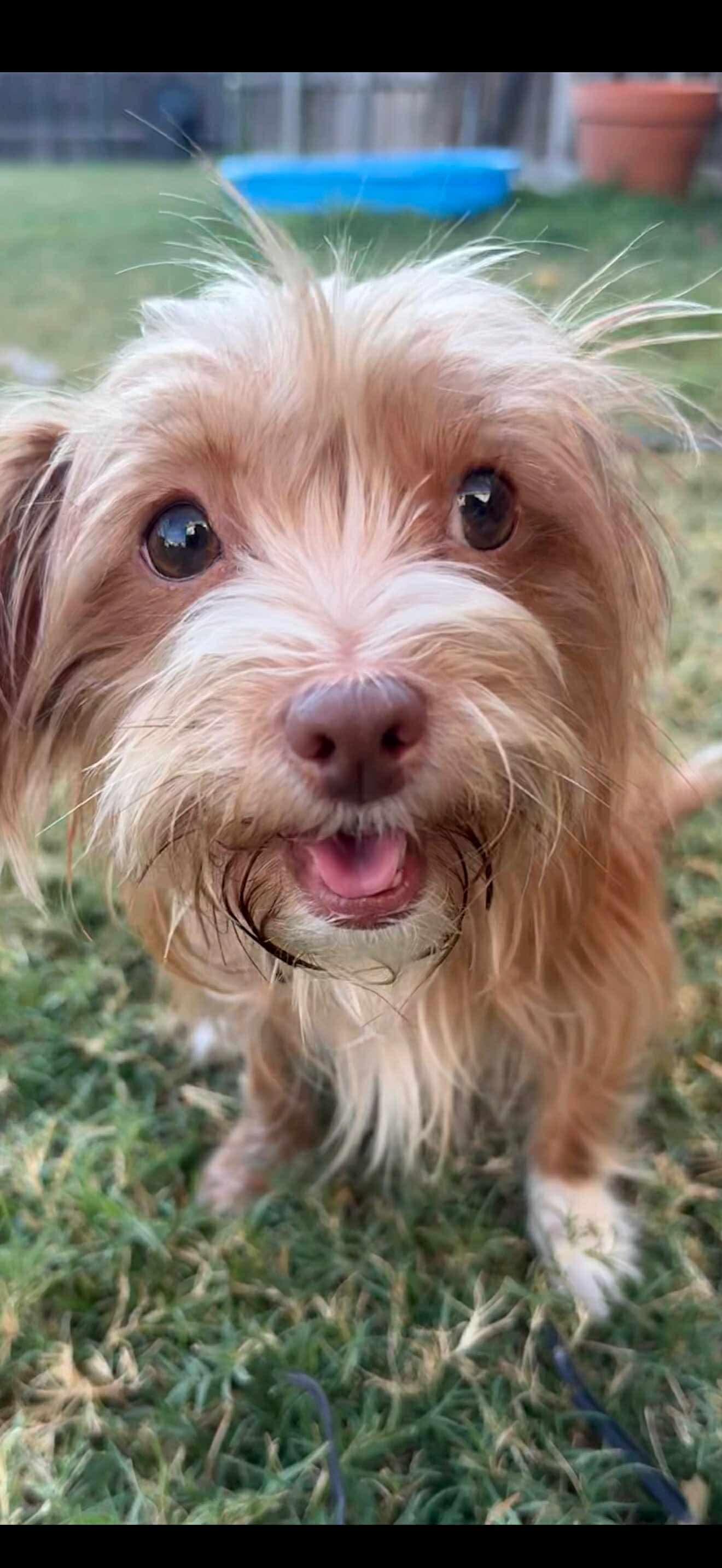 Enlarge Lucky, a Adopted mixed breed in Dallas, TX image 3/3