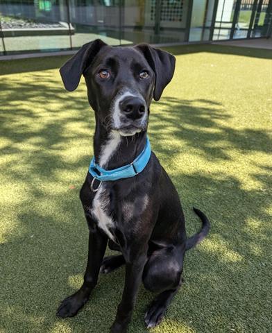 Enlarge LOOLOO, a Adoptable mixed breed in San Martin, CA image 1/1