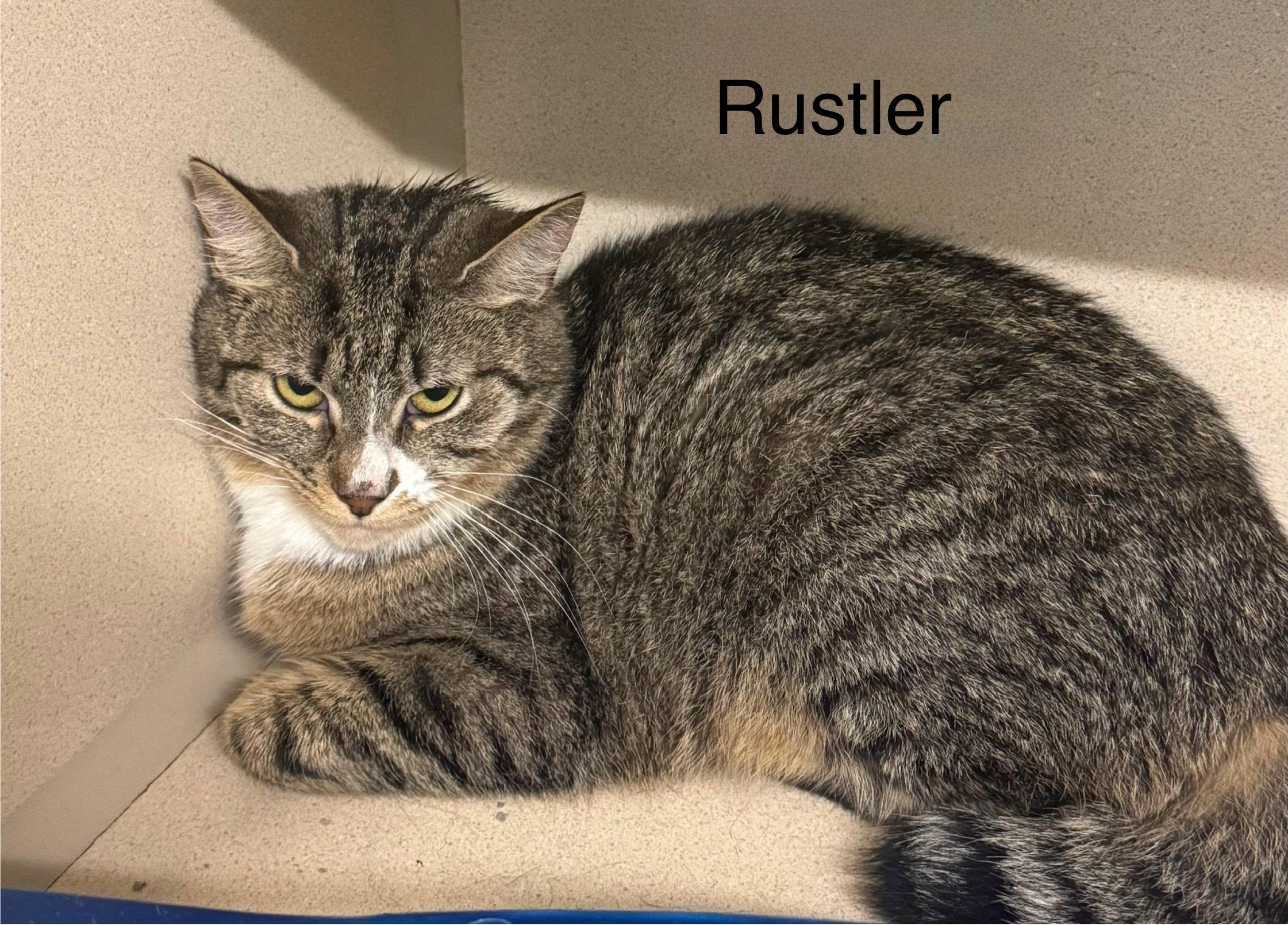 Rustler, Adoptable, Young Male Domestic Short Hair.