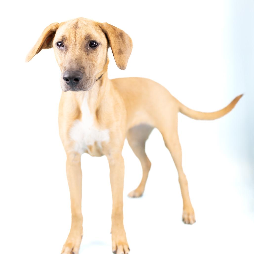 Enlarge Tina, a Adoptable Mixed Breed in Portland, OR image 1/3