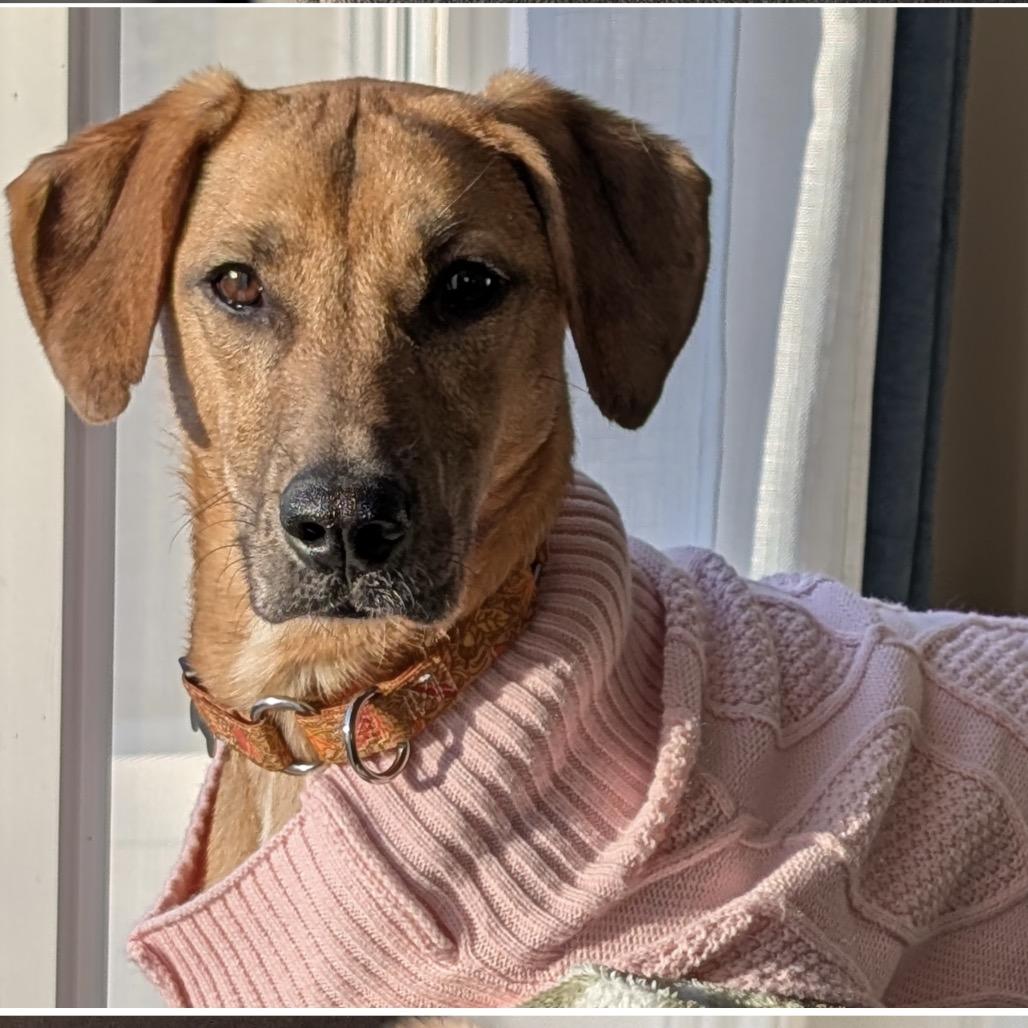 Enlarge Tina, a Adoptable Mixed Breed in Portland, OR image 2/3