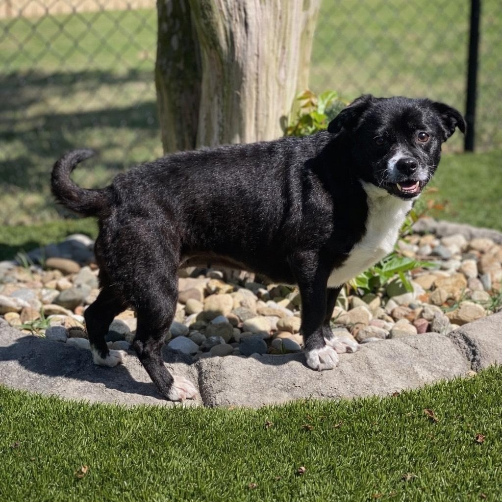 Enlarge Dottie, an adopted mixed breed in Friday Harbor, WA image 3/6