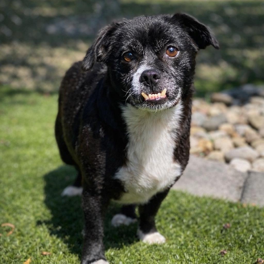 Enlarge Dottie, an adopted mixed breed in Friday Harbor, WA image 2/6