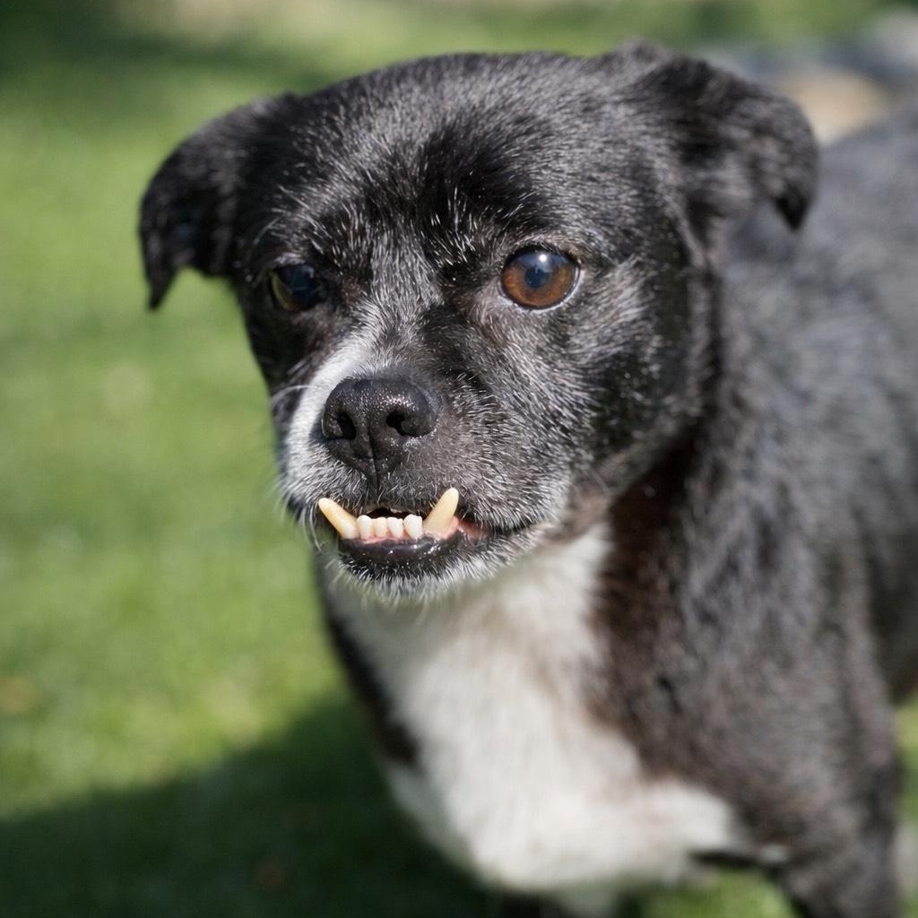 Enlarge Dottie, an adopted mixed breed in Friday Harbor, WA image 4/6