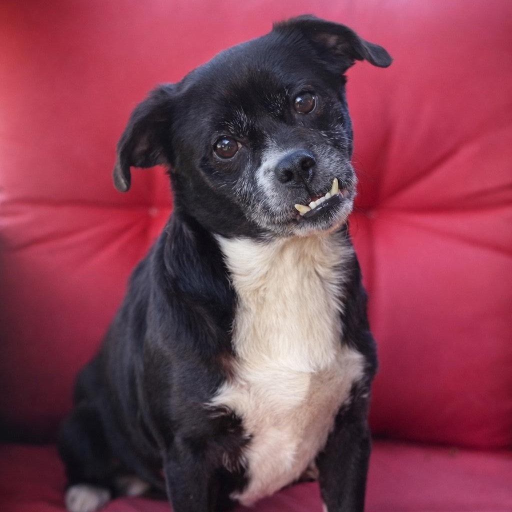 Enlarge Dottie, an adopted mixed breed in Friday Harbor, WA image 1/6