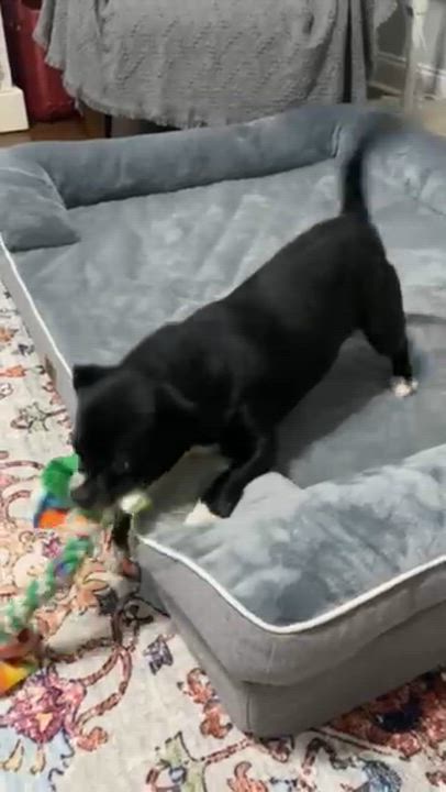 Enlarge Dottie, an adopted mixed breed in Friday Harbor, WA video 6/6