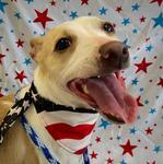 Brian, Adopted, Adult Male Rat Terrier & Chihuahua.