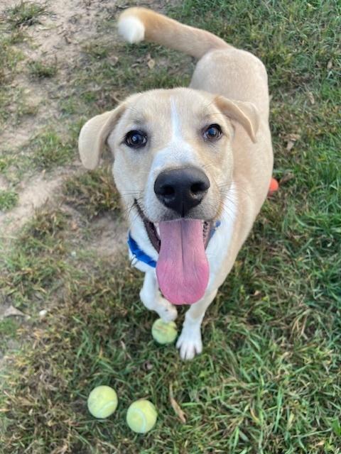 Ryu, Adoptable, Adult Male Labrador Retriever.