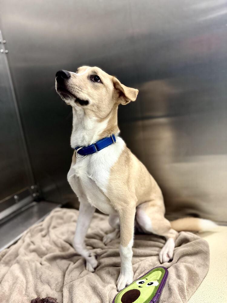 Enlarge Ryu, a Adoptable mixed breed in Kalamazoo, MI image 3/3